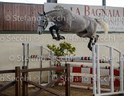 Cadoro TosTour2013- S5 3049 : Arezzo, Arezzo Equestrian Centre, Cadoro, Cavalli d'Italia, Toscana Tour 2013, foto di Stefano Secchi ©