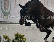 Clintige TosTour2013- S4 6318 : Arezzo, Arezzo Equestrian Centre, Cavalli d'Italia, Clintige, Toscana Tour 2013, foto di Stefano Secchi ©