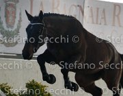 Clintige TosTour2013- S4 6324 : Arezzo, Arezzo Equestrian Centre, Cavalli d'Italia, Clintige, Toscana Tour 2013, foto di Stefano Secchi ©