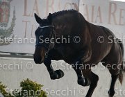 Clintige TosTour2013- S4 6327 : Arezzo, Arezzo Equestrian Centre, Cavalli d'Italia, Clintige, Toscana Tour 2013, foto di Stefano Secchi ©