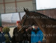 Clintige TosTour2013- S5 3082 : Arezzo, Arezzo Equestrian Centre, Cavalli d'Italia, Clintige, Toscana Tour 2013, foto di Stefano Secchi ©