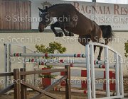 Clintige TosTour2013- S5 3088 : Arezzo, Arezzo Equestrian Centre, Cavalli d'Italia, Clintige, Toscana Tour 2013, foto di Stefano Secchi ©