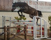 Clintige TosTour2013- S5 3090 : Arezzo, Arezzo Equestrian Centre, Cavalli d'Italia, Clintige, Toscana Tour 2013, foto di Stefano Secchi ©