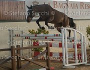 Clintige TosTour2013- S5 3094 : Arezzo, Arezzo Equestrian Centre, Cavalli d'Italia, Clintige, Toscana Tour 2013, foto di Stefano Secchi ©