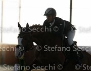 Lotus TosTour2013- S4 6351 : Arezzo, Arezzo Equestrian Centre, Cavalli d'Italia, Lotus, Lotus del Sole, Toscana Tour 2013, foto di Stefano Secchi ©