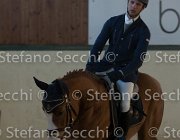 Lotus TosTour2013- S5 3109 : Arezzo, Arezzo Equestrian Centre, Cavalli d'Italia, Lotus, Lotus del Sole, Toscana Tour 2013, foto di Stefano Secchi ©