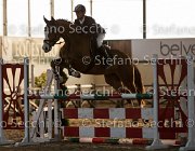 Lotus TosTour2013- S5 3110 : Arezzo, Arezzo Equestrian Centre, Cavalli d'Italia, Lotus, Lotus del Sole, Toscana Tour 2013, foto di Stefano Secchi ©