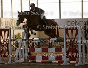 Lotus TosTour2013- S5 3116 : Arezzo, Arezzo Equestrian Centre, Cavalli d'Italia, Lotus, Lotus del Sole, Toscana Tour 2013, foto di Stefano Secchi ©