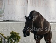 Zingaro TosTour2013- S4 6310 : Arezzo, Arezzo Equestrian Centre, Cavalli d'Italia, Toscana Tour 2013, Zingaro, foto di Stefano Secchi ©