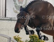 Zingaro TosTour2013- S4 6312 : Arezzo, Arezzo Equestrian Centre, Cavalli d'Italia, Toscana Tour 2013, Zingaro, foto di Stefano Secchi ©