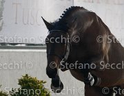 Zingaro TosTour2013- S4 6315 : Arezzo, Arezzo Equestrian Centre, Cavalli d'Italia, Toscana Tour 2013, Zingaro, foto di Stefano Secchi ©
