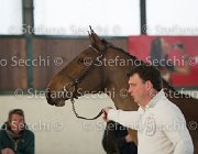 Zingaro TosTour2013- S5 3069 : Arezzo, Arezzo Equestrian Centre, Cavalli d'Italia, Toscana Tour 2013, Zingaro, foto di Stefano Secchi ©