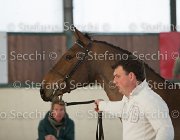 Zingaro TosTour2013- S5 3070 : Arezzo, Arezzo Equestrian Centre, Cavalli d'Italia, Toscana Tour 2013, Zingaro, foto di Stefano Secchi ©