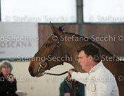 Zingaro TosTour2013- S5 3071 : Arezzo, Arezzo Equestrian Centre, Cavalli d'Italia, Toscana Tour 2013, Zingaro, foto di Stefano Secchi ©
