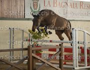 Zingaro TosTour2013- S5 3072 : Arezzo, Arezzo Equestrian Centre, Cavalli d'Italia, Toscana Tour 2013, Zingaro, foto di Stefano Secchi ©