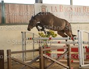 Zingaro TosTour2013- S5 3073 : Arezzo, Arezzo Equestrian Centre, Cavalli d'Italia, Toscana Tour 2013, Zingaro, foto di Stefano Secchi ©