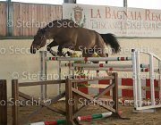 Zingaro TosTour2013- S5 3077 : Arezzo, Arezzo Equestrian Centre, Cavalli d'Italia, Toscana Tour 2013, Zingaro, foto di Stefano Secchi ©