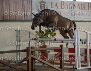 Zingaro TosTour2013- S5 3078 : Arezzo, Arezzo Equestrian Centre, Cavalli d'Italia, Toscana Tour 2013, Zingaro, foto di Stefano Secchi ©