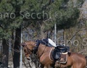 Curcio Katar TosTour2013- S5 2168 : Arezzo, Arezzo Equestrian Centre, Courcio Serena_Katar Z, Toscana Tour 2013, foto di Stefano Secchi ©