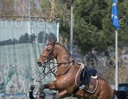 Curcio Katar TosTour2013- S5 2175 : Arezzo, Arezzo Equestrian Centre, Courcio Serena_Katar Z, Toscana Tour 2013, foto di Stefano Secchi ©