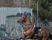 Curcio Katar TosTour2013- S5 2176 : Arezzo, Arezzo Equestrian Centre, Courcio Serena_Katar Z, Toscana Tour 2013, foto di Stefano Secchi ©