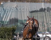 Curcio Katar TosTour2013- S5 2178 : Arezzo, Arezzo Equestrian Centre, Courcio Serena_Katar Z, Toscana Tour 2013, foto di Stefano Secchi ©
