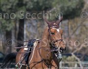 Curcio Katar TosTour2013- S5 2180 : Arezzo, Arezzo Equestrian Centre, Courcio Serena_Katar Z, Toscana Tour 2013, foto di Stefano Secchi ©