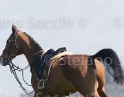 Curcio Katar TosTour2013- S5 2182 : Arezzo, Arezzo Equestrian Centre, Courcio Serena_Katar Z, Toscana Tour 2013, foto di Stefano Secchi ©