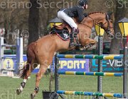 Marschall Petit TosTour 2013- S4 6491 : Arezzo Equestrian Centre, Marschall Marcel, Toscana Tour 2013, Va Petit dH, foto di Stefano Secchi ©