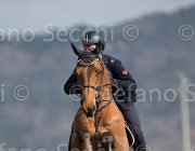 Marziani Nontender TosTour2013- S5 2925 : Arezzo, Arezzo Equestrian Centre, Marziani Luca, Nontender, Toscana Tour 2013, foto di Stefano Secchi ©