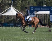 Panini Goto TosTour2013- S5 1981 : Arezzo, Arezzo Equestrian Centre, Goto del Terriccio, Panini Gianmarco, Toscana Tour 2013, foto di Stefano Secchi ©