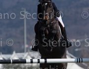Pinchen Herald TosTour2013- S5 2727 : Arezzo, Arezzo Equestrian Centre, Herald, Pinchen Yazmin, Toscana Tour 2013, foto di Stefano Secchi ©