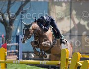 Sanfelice Indiana TosTour2013- S5 2589 : Arezzo, Arezzo Equestrian Centre, Indiana del Terriccio, Sanfelice Antonio, Toscana Tour 2013, foto di Stefano Secchi ©