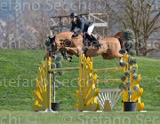 Szentirmai Quickdiamond TosTour2013- S5 2694 : Arezzo, Arezzo Equestrian Centre, Quickdiamond, Szentirmai Ferenc, Toscana Tour 2013, foto di Stefano Secchi ©