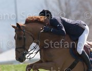 WhitackerW Brilliant TosTour2013- S5 2003 : Arezzo, Arezzo Equestrian Centre, Glenavadra Brilliant, Toscana Tour 2013, Whitacker William, foto di Stefano Secchi ©