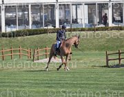 Zuvadelli Walestro TosTour2013- S5 2641 : Arezzo, Arezzo Equestrian Centre, Toscana Tour 2013, Walestro, Zuvadelli Paolo, foto di Stefano Secchi ©