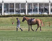 Zuvadelli Walestro TosTour2013- S5 2645 : Arezzo, Arezzo Equestrian Centre, Toscana Tour 2013, Walestro, Zuvadelli Paolo, foto di Stefano Secchi ©