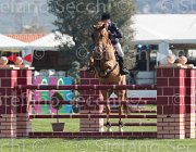 WhitackerW Brilliant TosTour2013- S5 1997 : Arezzo, Arezzo Equestrian Centre, Glenavadra Brilliant, Toscana Tour 2013, Whitacker William, foto di Stefano Secchi ©