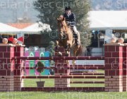 WhitackerW Brilliant TosTour2013- S5 1998 : Arezzo, Arezzo Equestrian Centre, Glenavadra Brilliant, Toscana Tour 2013, Whitacker William, foto di Stefano Secchi ©